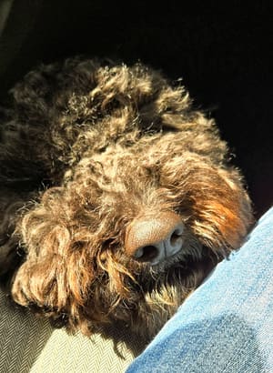 Arf